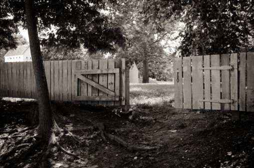 black and white, fence, tree
