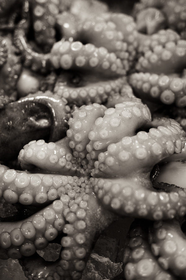 black and white, octopus